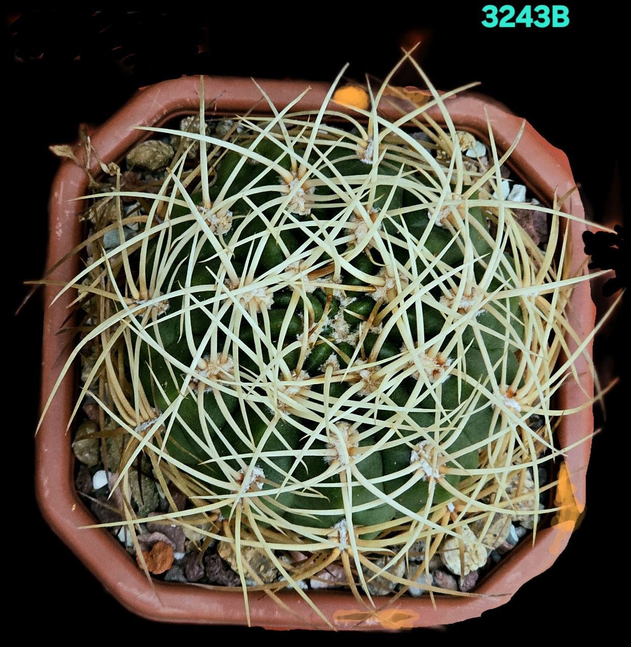 3243-1