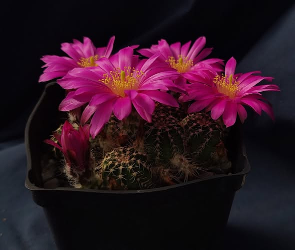 Echinocereus pulchellus - v. acanthosetus - Pachuca, GK