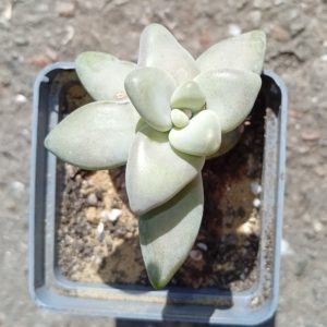 Pachyveria Mango