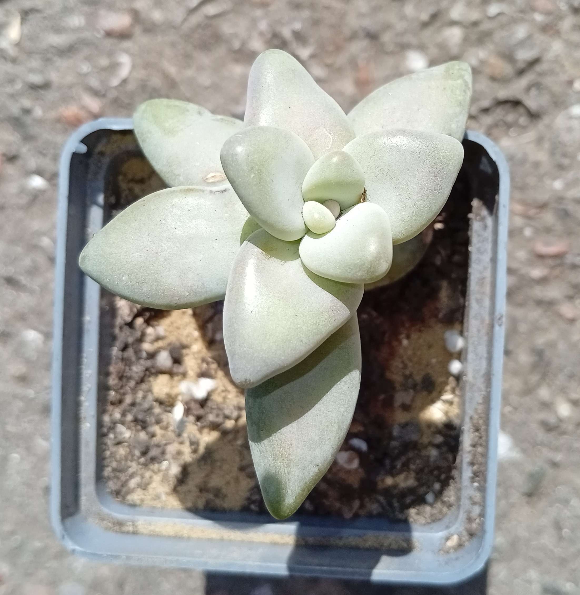 Pachyveria Mango