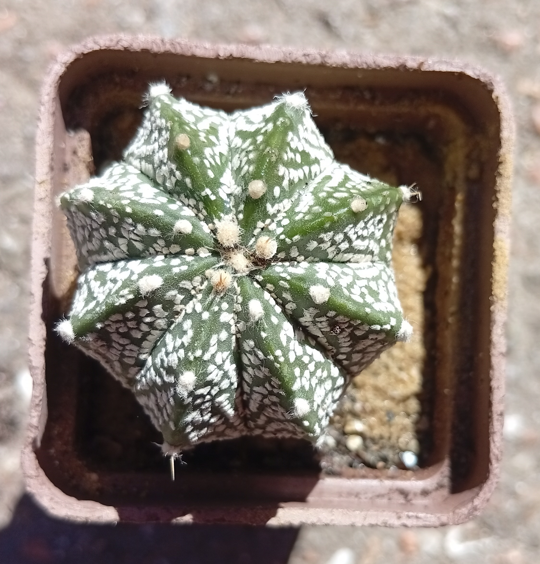 Astrophytum hybr 6