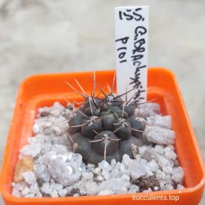 gymnocalycium brachypetallum P101