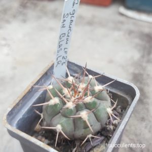 gymnocalycium glaucum LF23