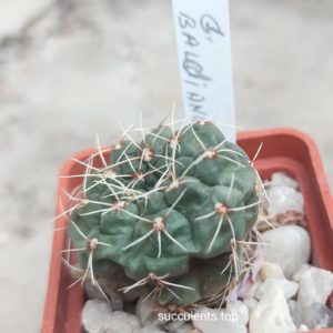 gymnocalycium baldianum (red flower)