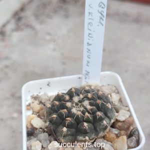gymnocalycium kleinianum