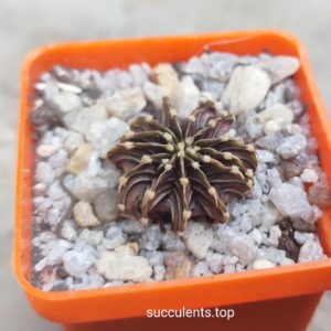 gymnocalycium mihanovichii agua dulce