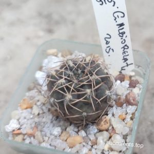 gymnocalycium albiorelatum