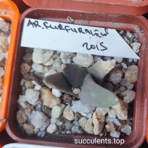 ariocarpus furfuraceus