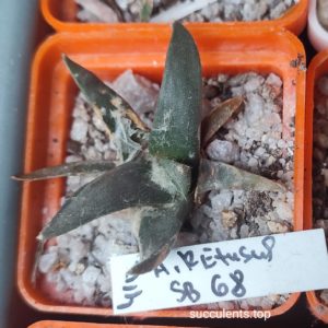 ariocarpus retusus SB68