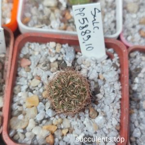 Sulcorebutia PP5889.10
