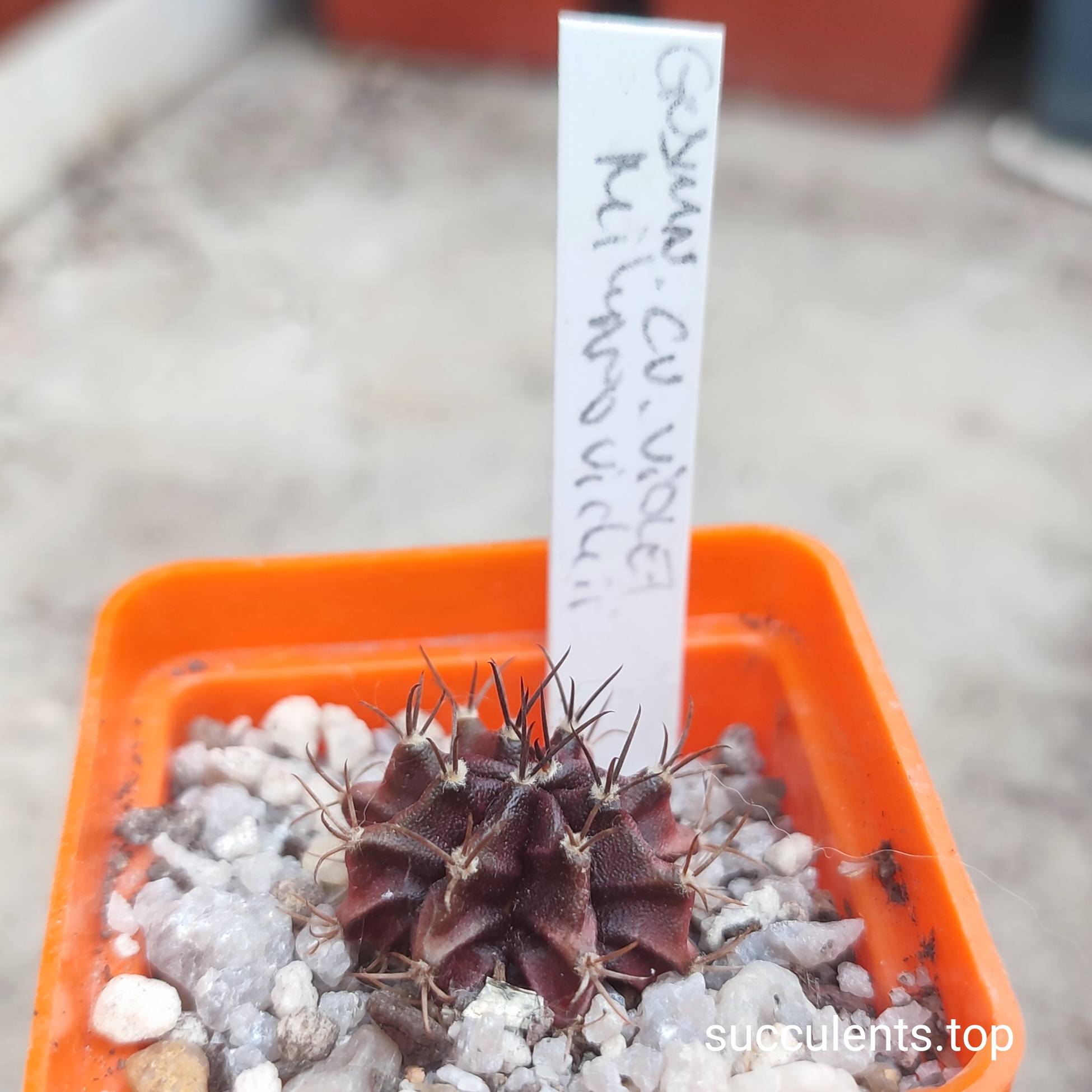 gymnocalycium mihanovichii cv violet