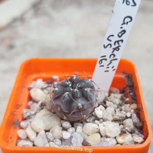 gymnocalycium berchii VS161