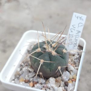 gymnocalycium armatum VG1202