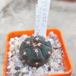 gymnocalycium spegazzinii unguispinum