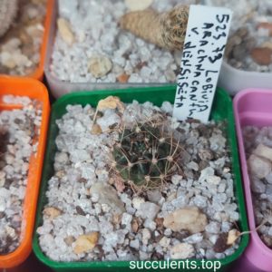 lobivia arachnoidea densiseta 523.73