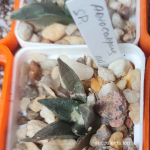 ariocarpus sp