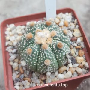 astrophytum asterias ooibo x astr