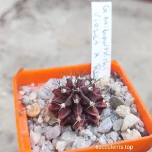 gymnocalycium mihanovichii violet x red