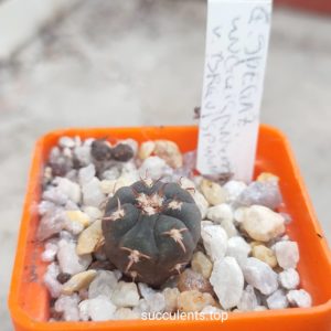 gymnocalycium spegazzinii unguispinum brevispinum