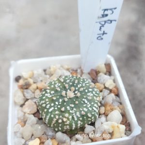 astrophytum super kabuto