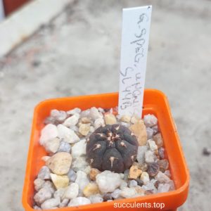 gymnocalycium spegazzinii unguispinum SL44B