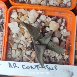 ariocarpus confusus