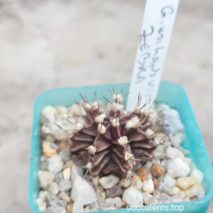 gymocalycium mihanovichii Zebra