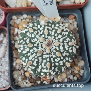 astrophytum Super Kabuto