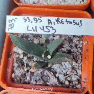 ariocarpus retusus LH453