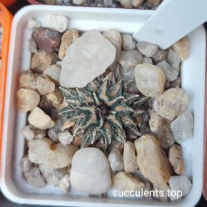 ariocarpus kotschoubeyanus