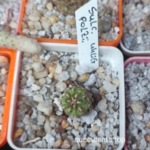 Sulcorebutia polzii Uhlig