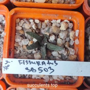 ariocarpus fissuratus SB503