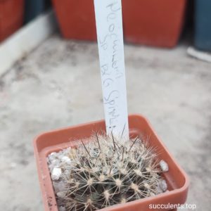 neochilenia sp