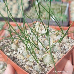 schizobasis intricata (ціна за 1 рослину)