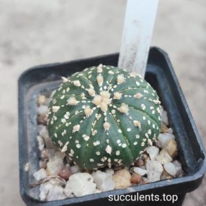 astrophytum Super kabuto