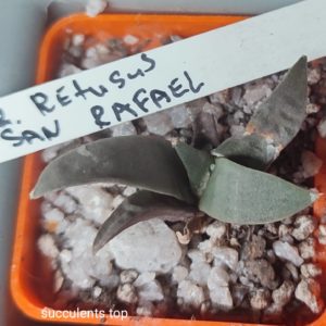 Ariocarpus retusus San Rafael