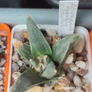ariocarpus retusus scapharostrus