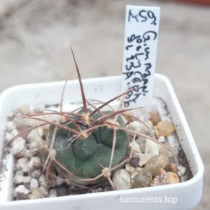 gymnocalycium mazanense polycephalum L23A-196 (big spine)