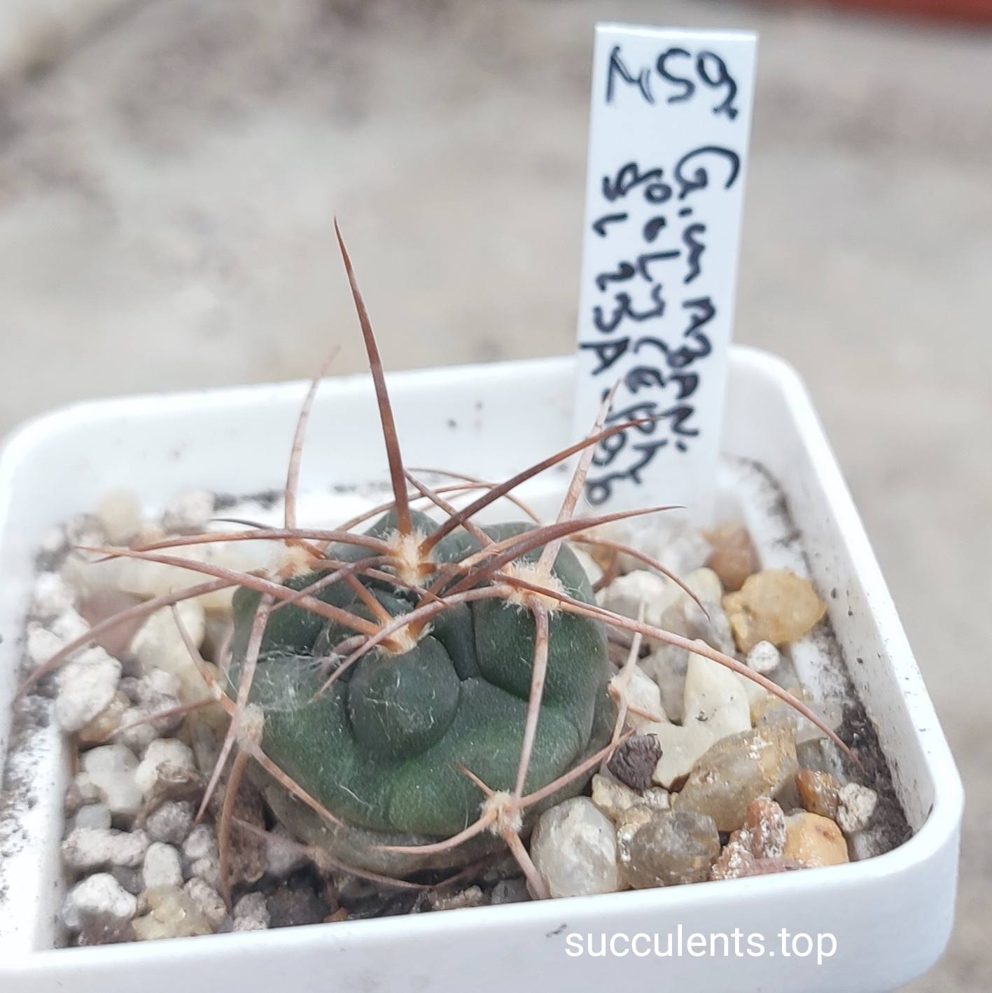 gymnocalycium mazanense polycephalum L23A-196 (big spine)