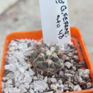 gymnocalycium ferrari STO48