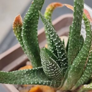 Haworthia minima Riverstale SH