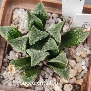 Haworthia selection