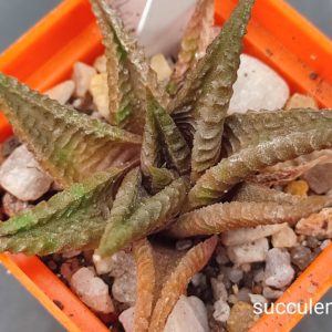 Haworthia Limifolia Arcana X Limifolia