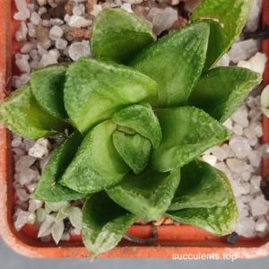 haworthia hybrid