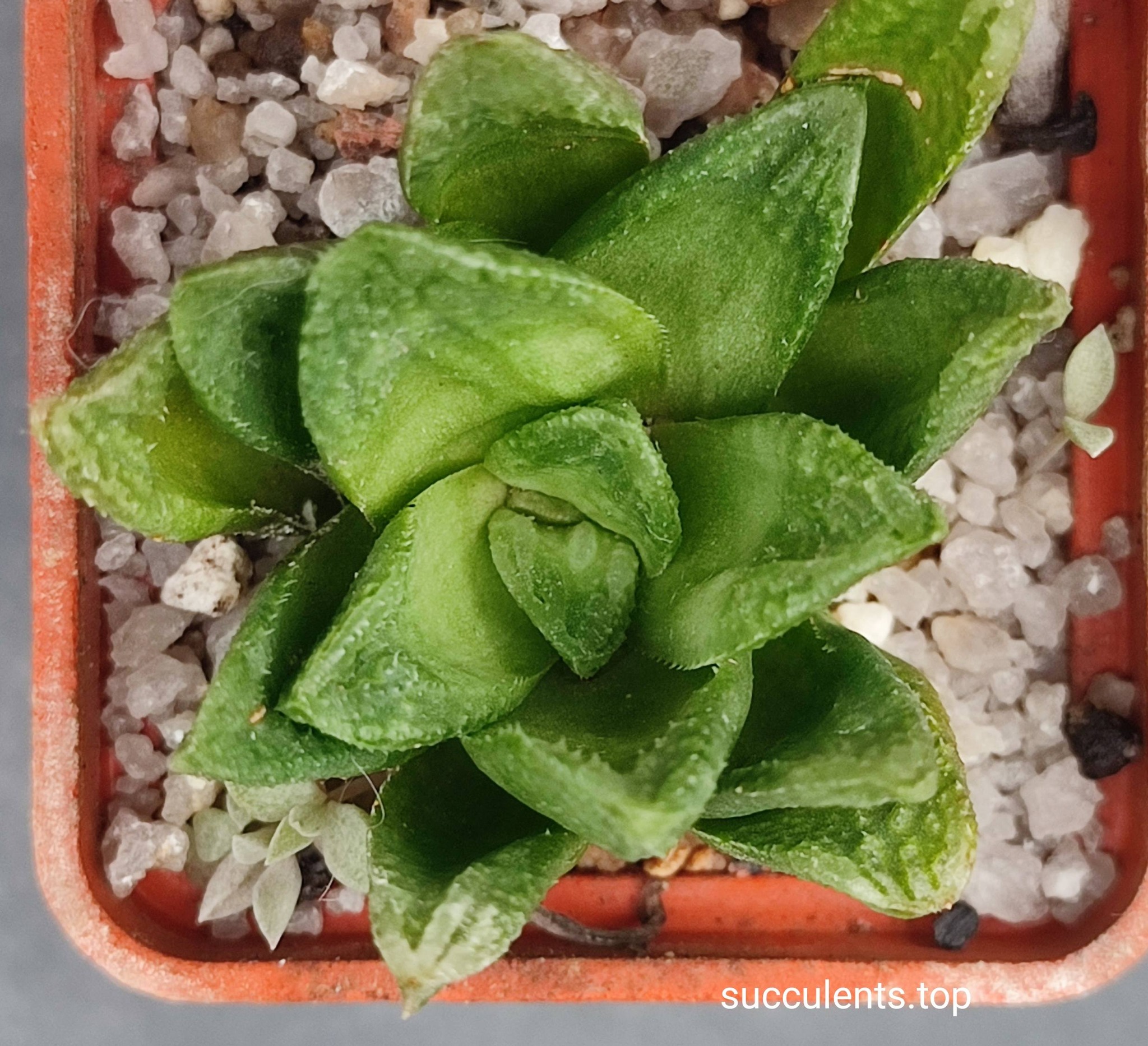 haworthia hybrid