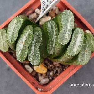 Haworthia truncata selection