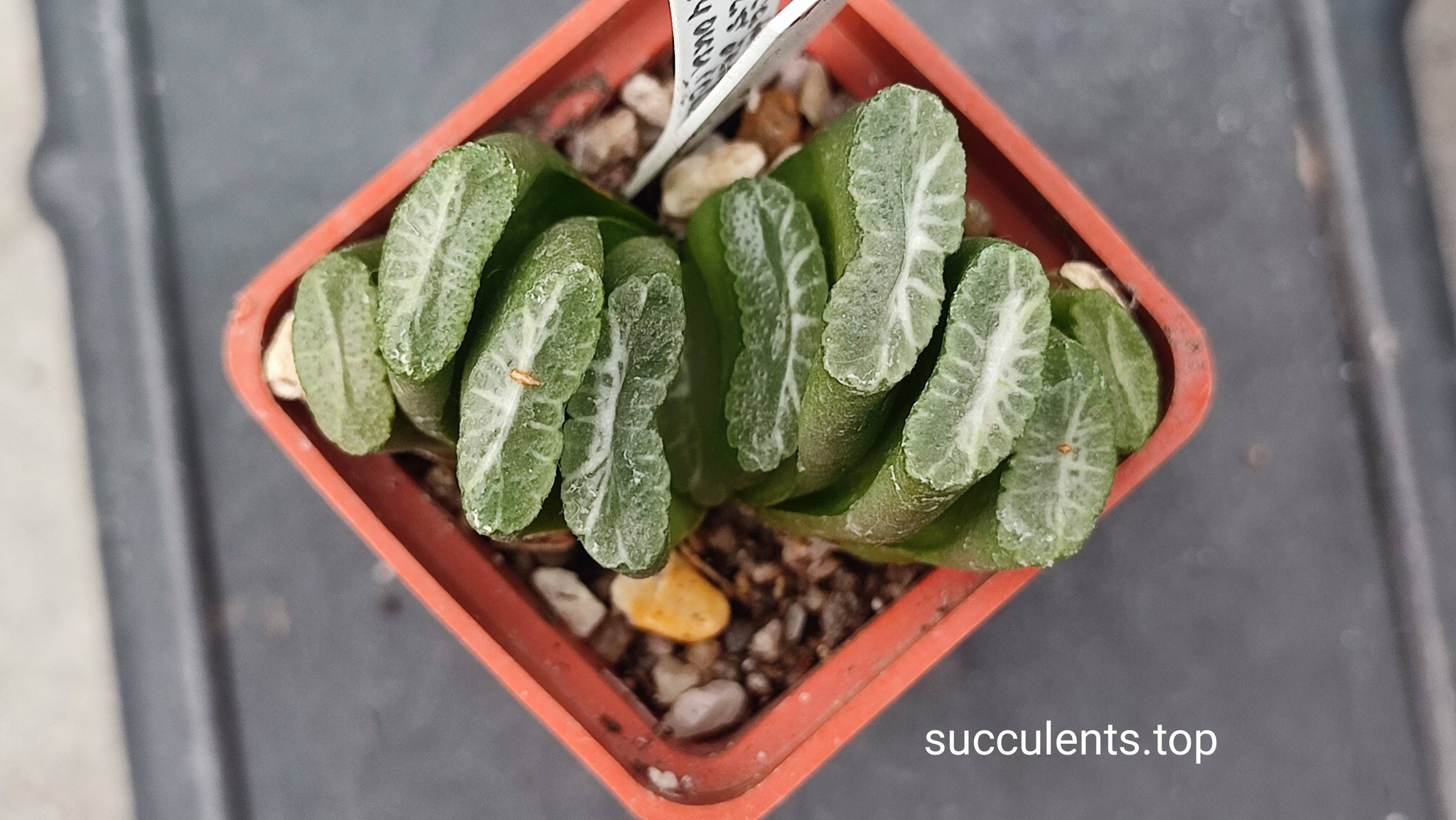 Haworthia truncata selection