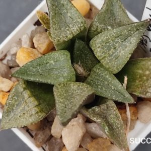 Haworthia picta S276.1