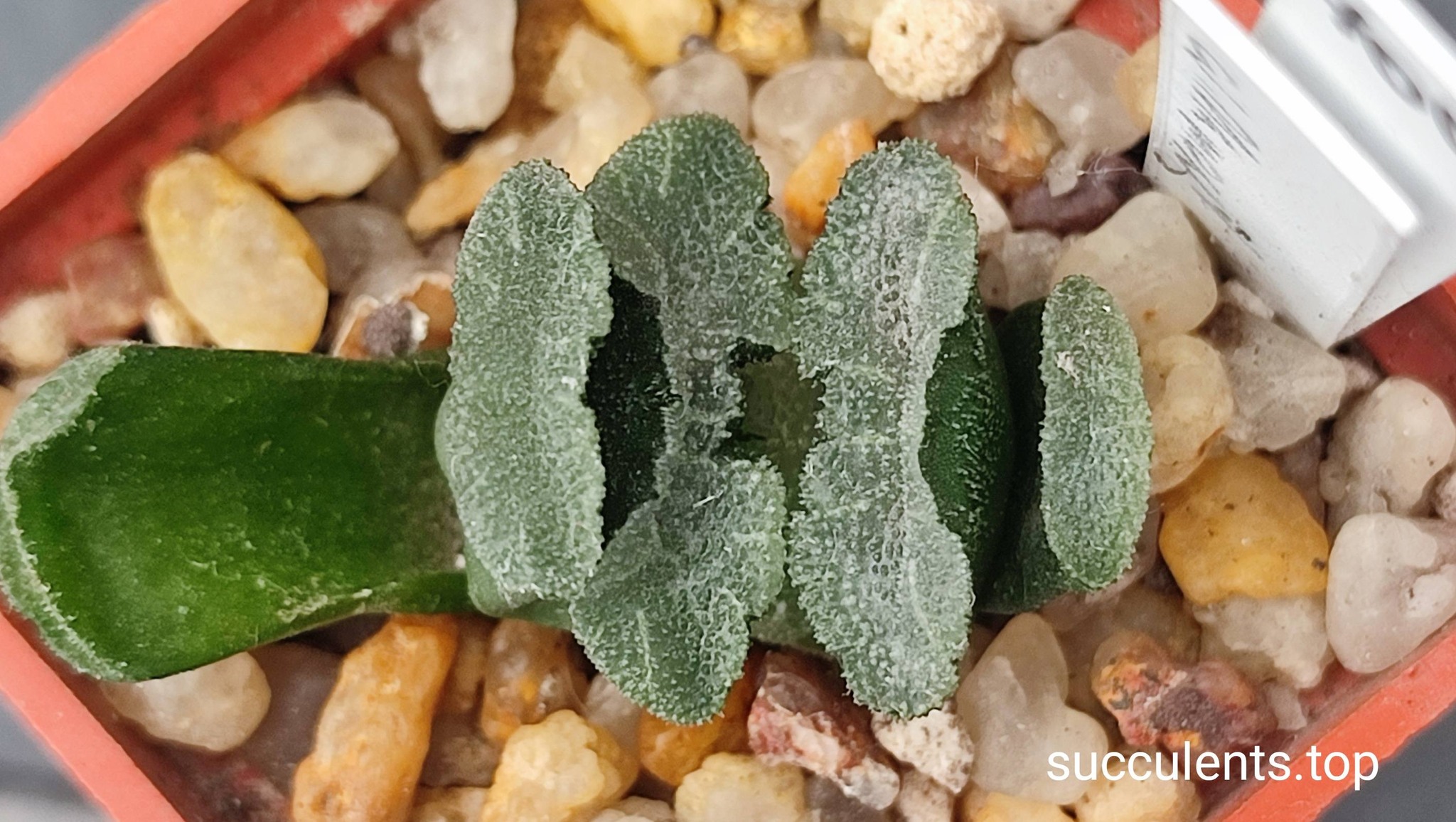 haworthia truncata mammoth