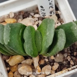 Haworthia truncata hybrid